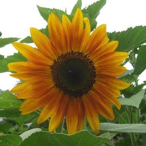 Meet your Posher, Dianne